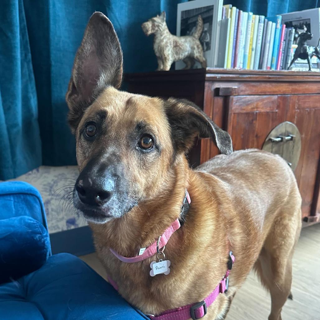 Enlarge Rumi 13577, a Adoptable German Shepherd Dog in San Francisco, CA image 1/6