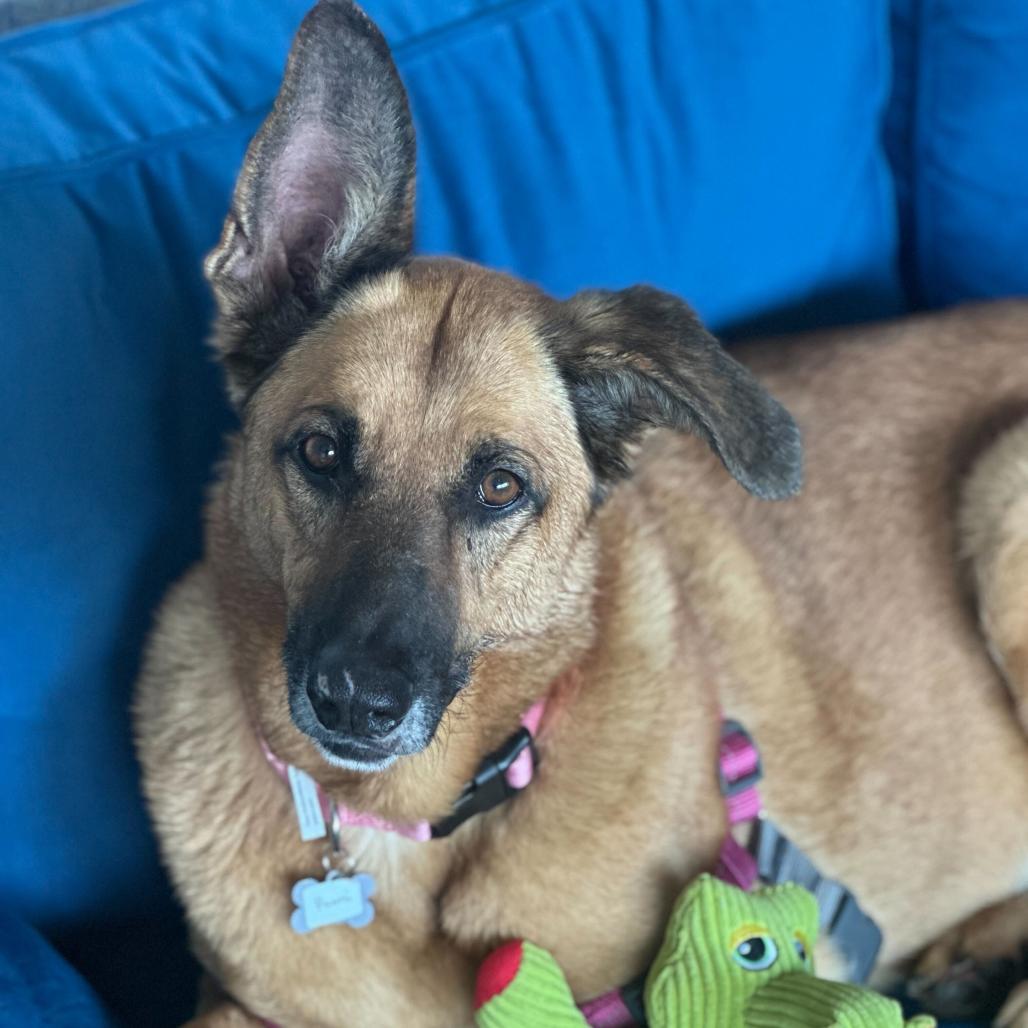 Enlarge Rumi 13577, a Adoptable German Shepherd Dog in San Francisco, CA image 2/6