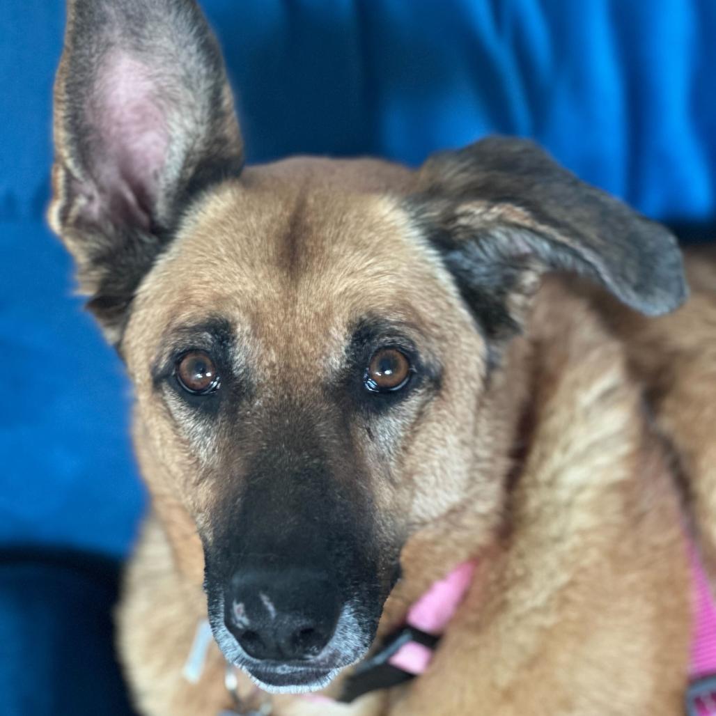 Enlarge Rumi 13577, a Adoptable German Shepherd Dog in San Francisco, CA image 3/6