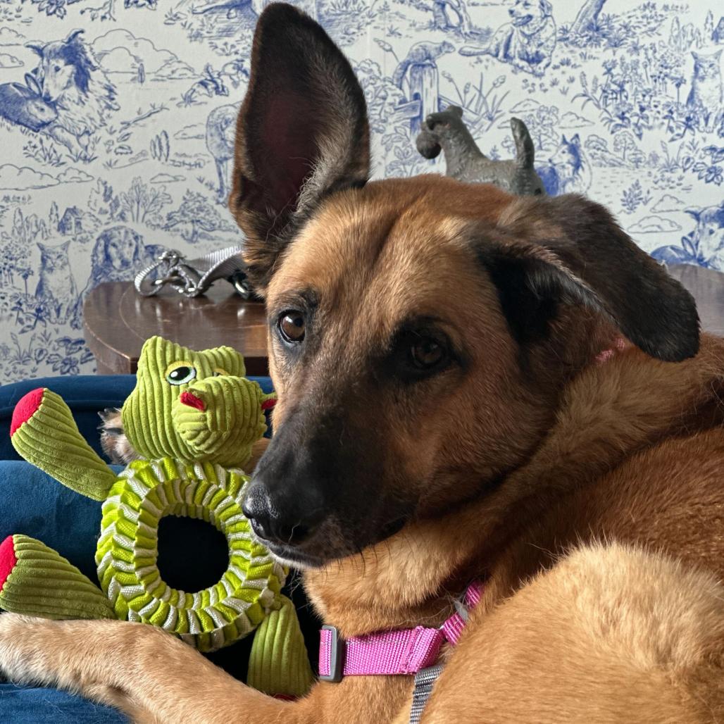 Enlarge Rumi 13577, a Adoptable German Shepherd Dog in San Francisco, CA image 4/6