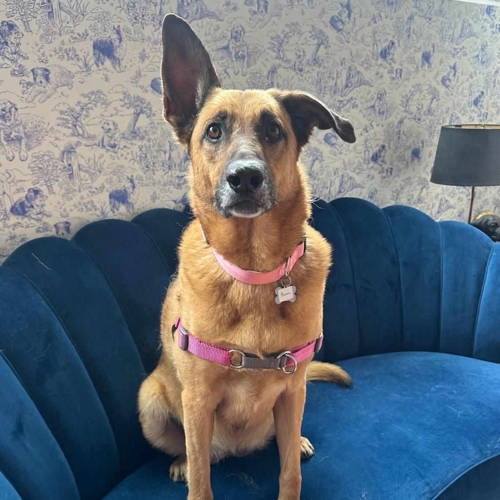 Enlarge Rumi 13577, a Adoptable German Shepherd Dog in San Francisco, CA image 5/6