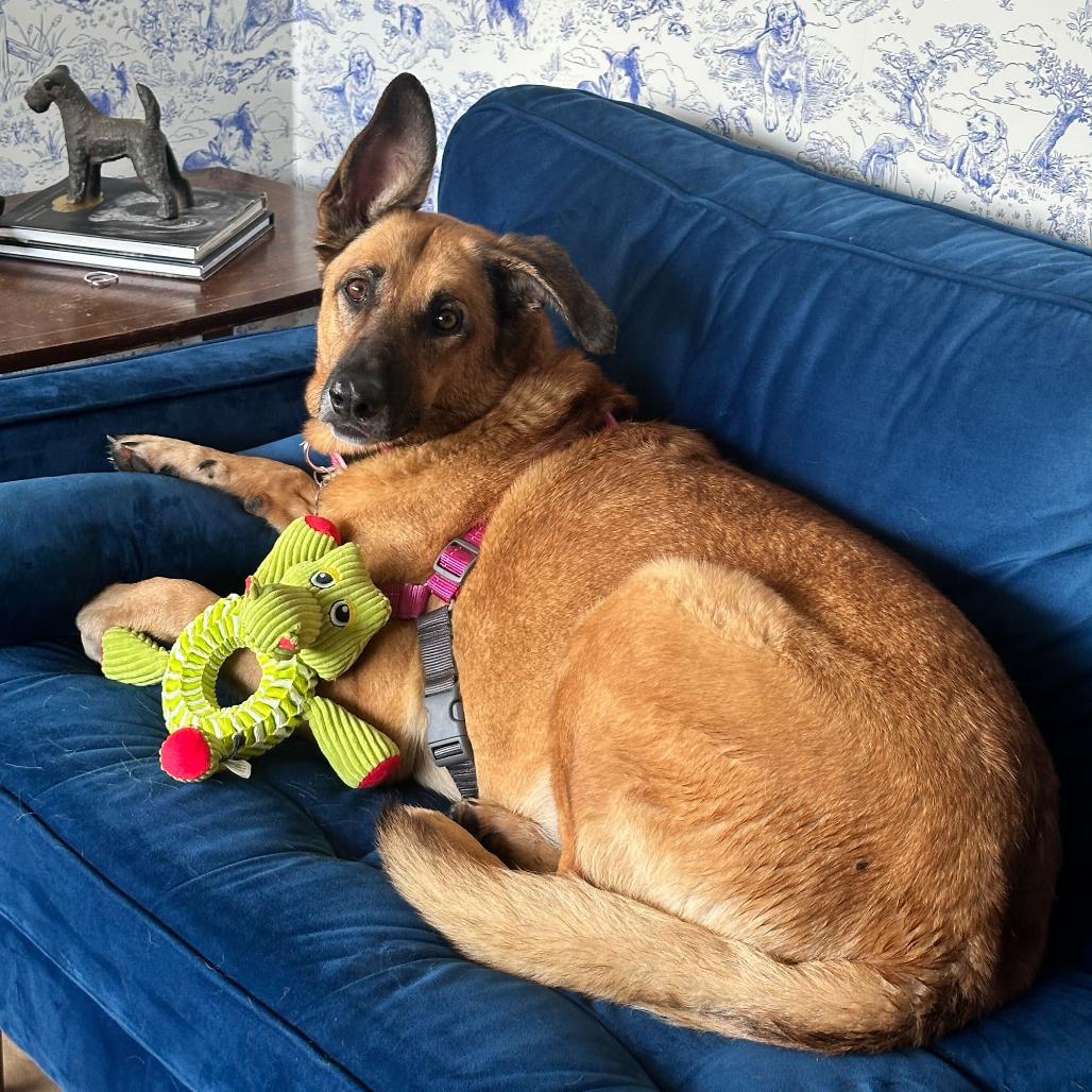 Enlarge Rumi 13577, a Adoptable German Shepherd Dog in San Francisco, CA image 6/6