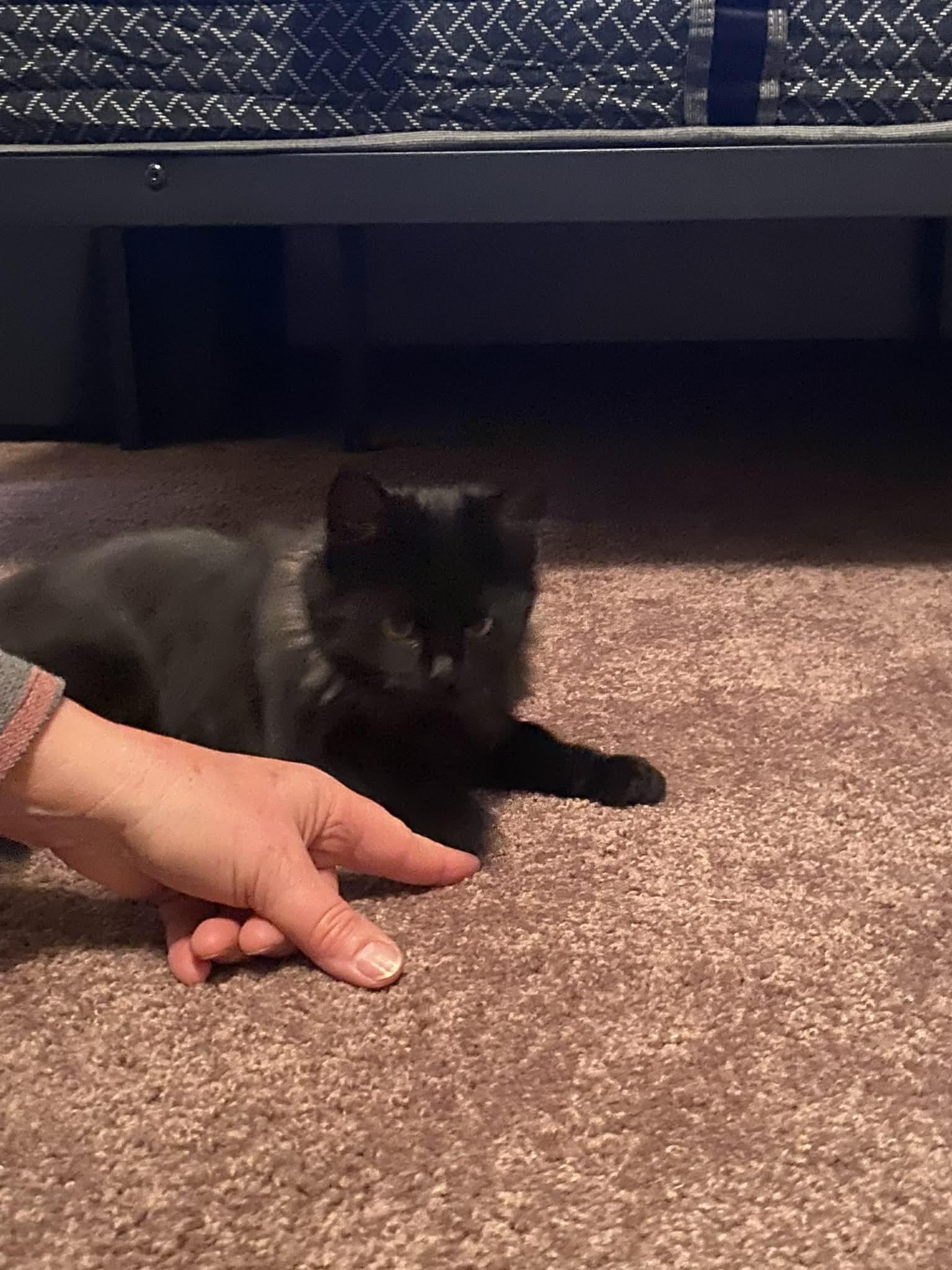 Kitty, Adoptable, Kitten Female Domestic Long Hair.