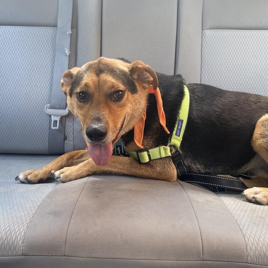 Bruno, Adoptable, Adult Male Cattle Dog & Mixed Breed.