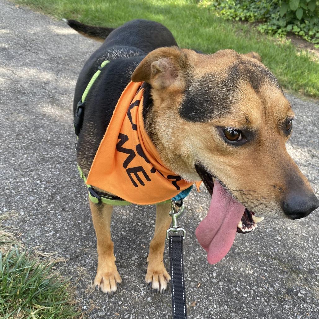 Enlarge Bruno, a Adoptable mixed breed in Fort Wayne, IN image 2/6