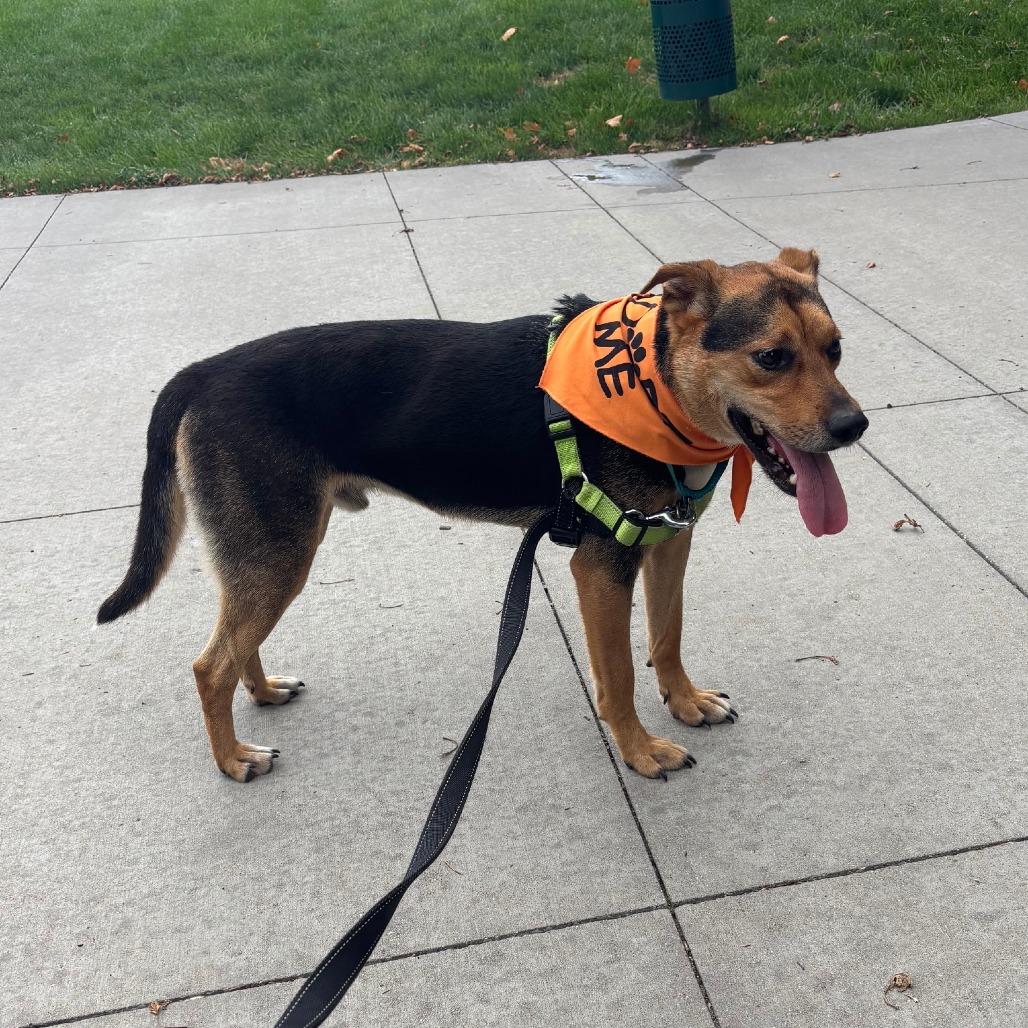 Enlarge Bruno, a Adoptable mixed breed in Fort Wayne, IN image 3/6