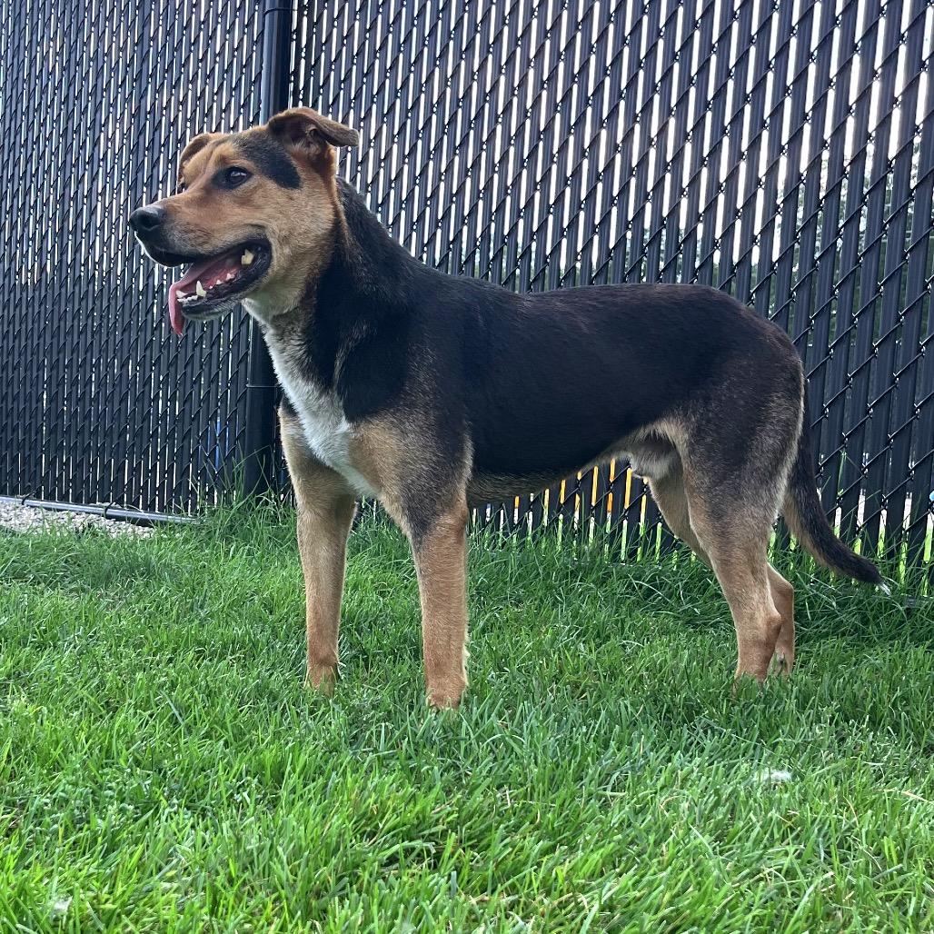 Enlarge Bruno, a Adoptable mixed breed in Fort Wayne, IN image 4/6
