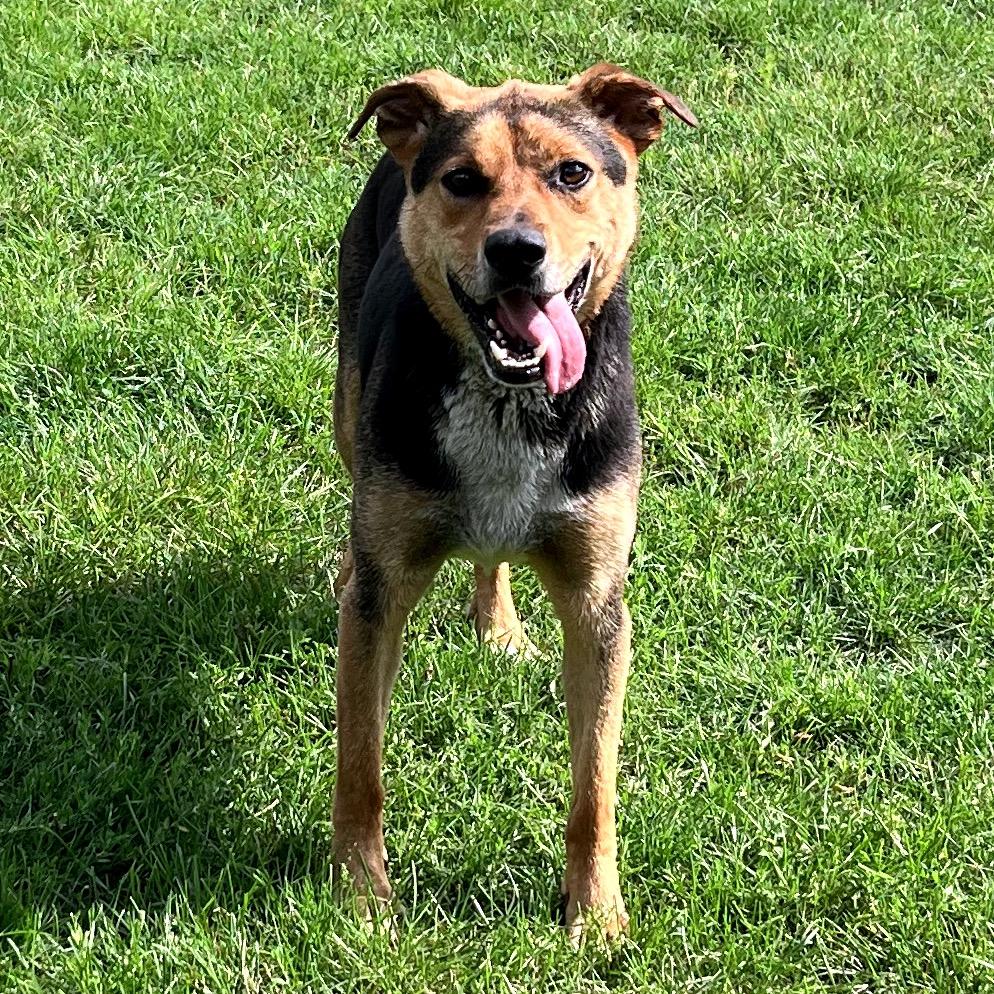 Enlarge Bruno, a Adoptable mixed breed in Fort Wayne, IN image 5/6