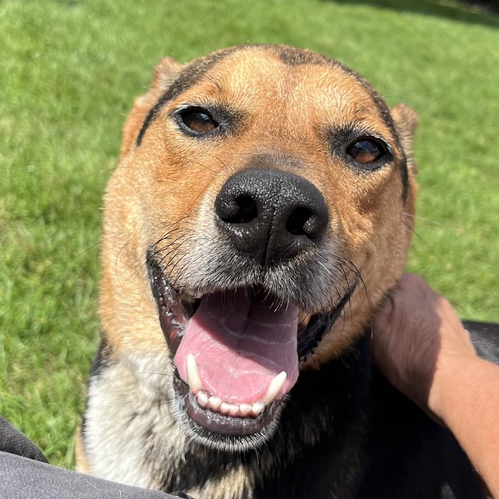 Enlarge Bruno, a Adoptable mixed breed in Fort Wayne, IN image 6/6