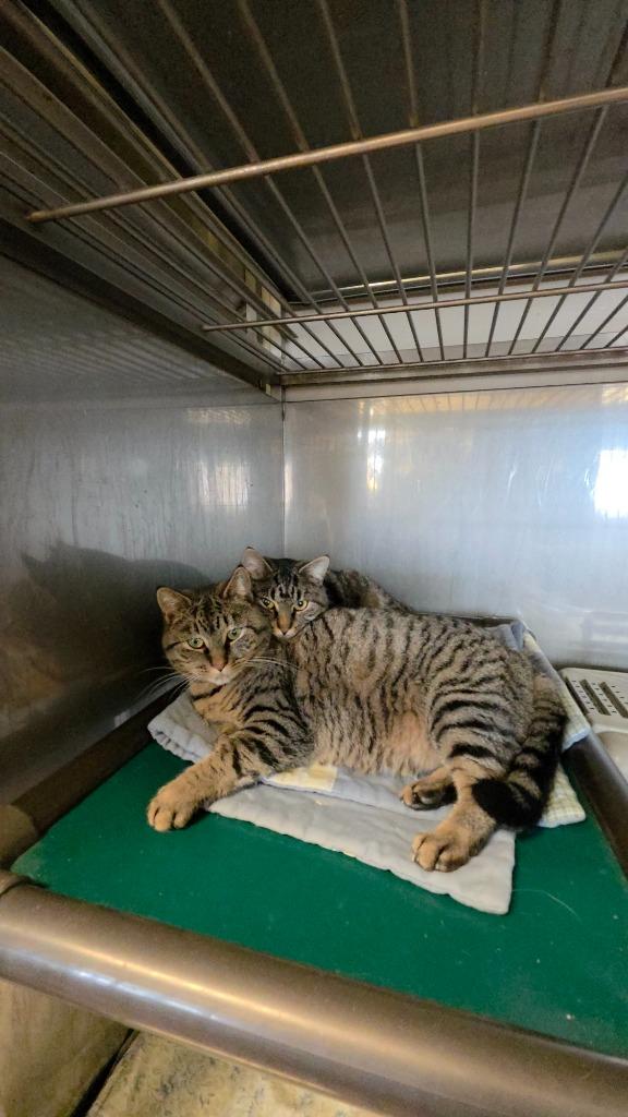 Sue, Adoptable, Young Female Domestic Short Hair.