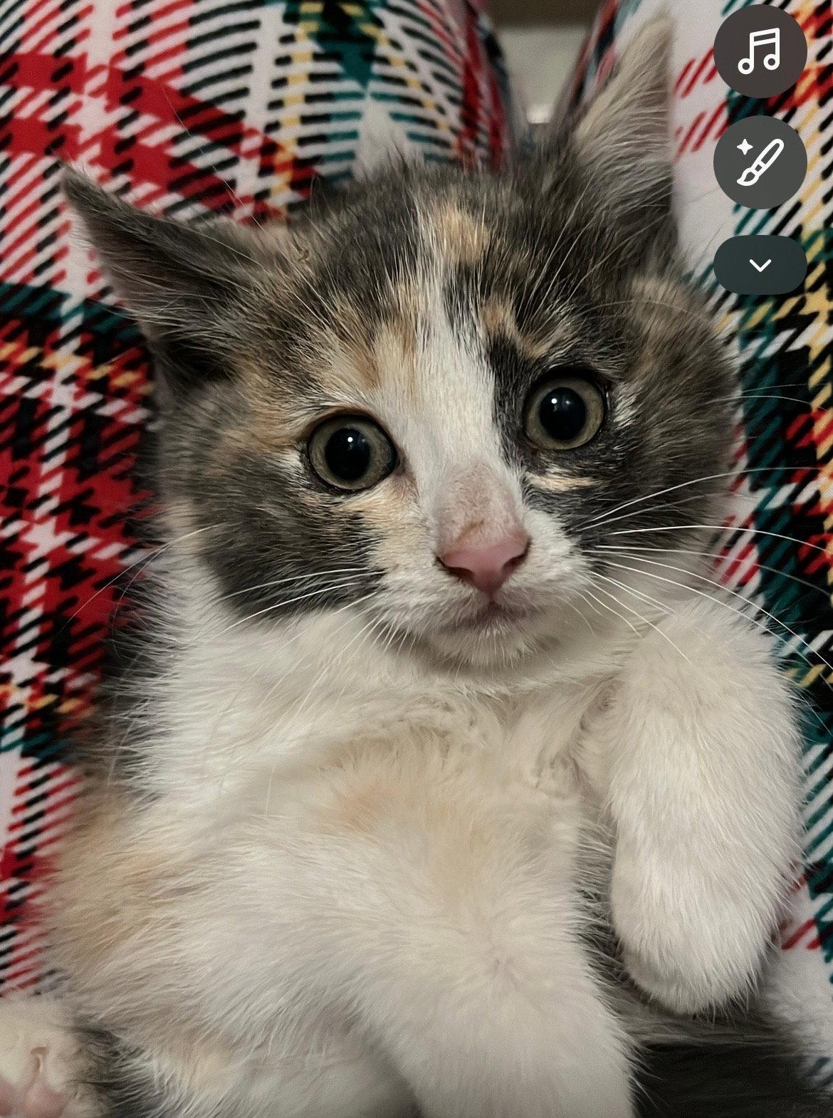 Lily, Adoptable, Kitten Female Domestic Medium Hair.