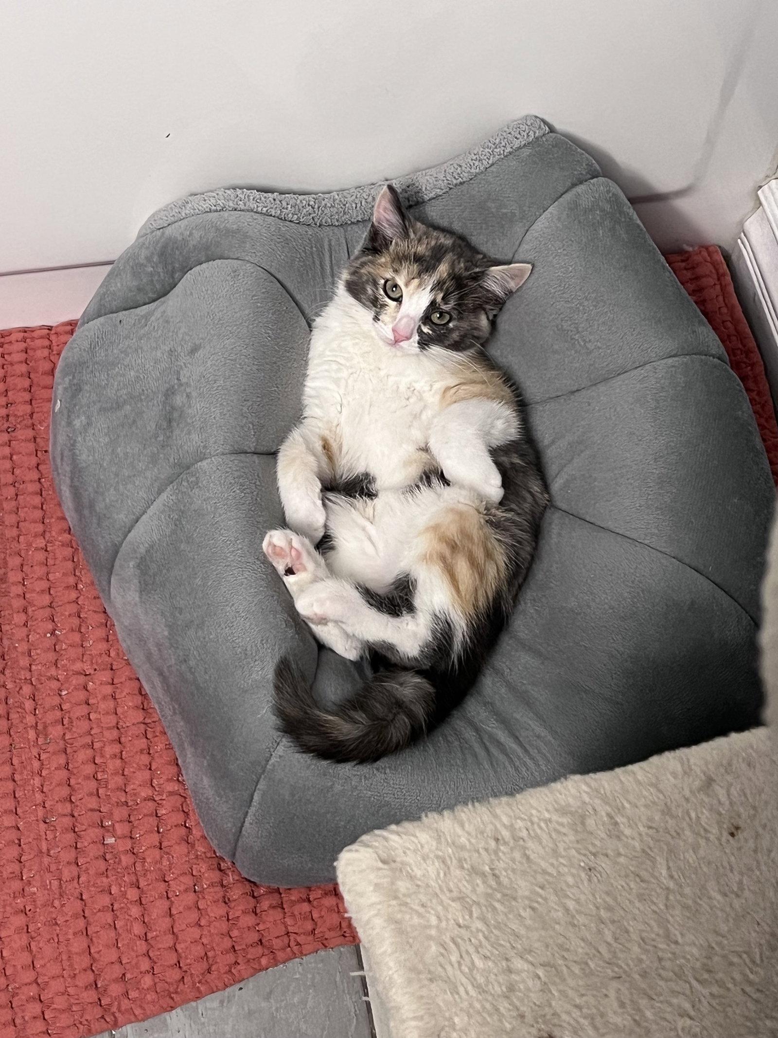 Enlarge Lily, a Adoptable Domestic Medium Hair in Chandler, AZ image 2/2