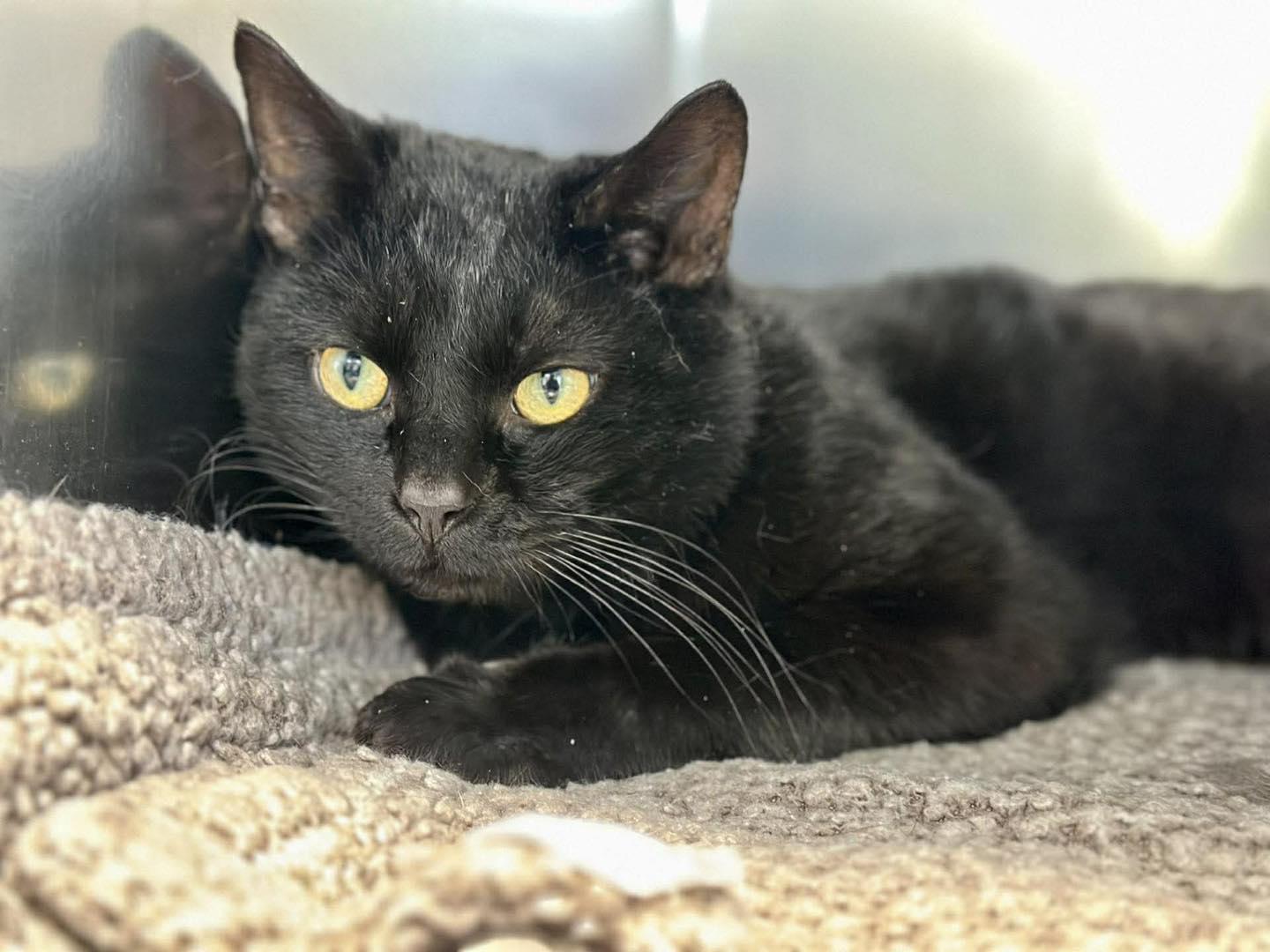 Dominic, adopted, Adult Male Domestic Short Hair.