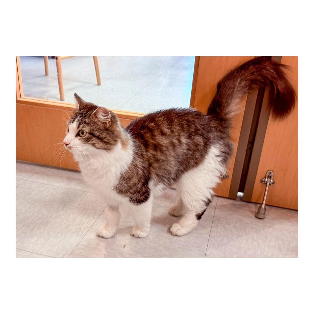 Rabbit, a ADOPTABLE Domestic Medium Hair in Stamford, CT image 3/5