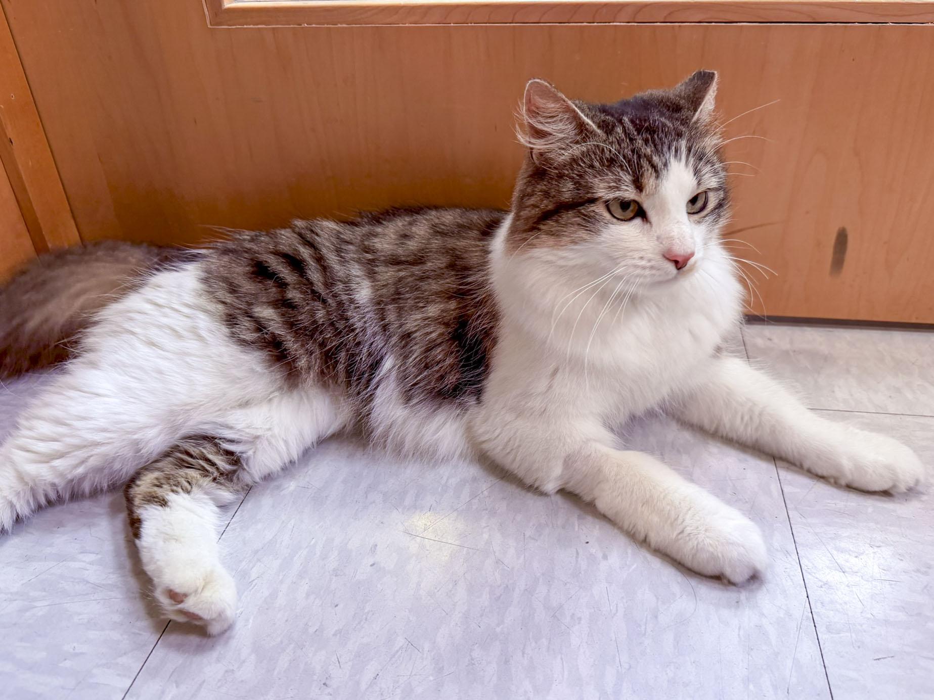 Rabbit, a ADOPTABLE Domestic Medium Hair in Stamford, CT image 2/5