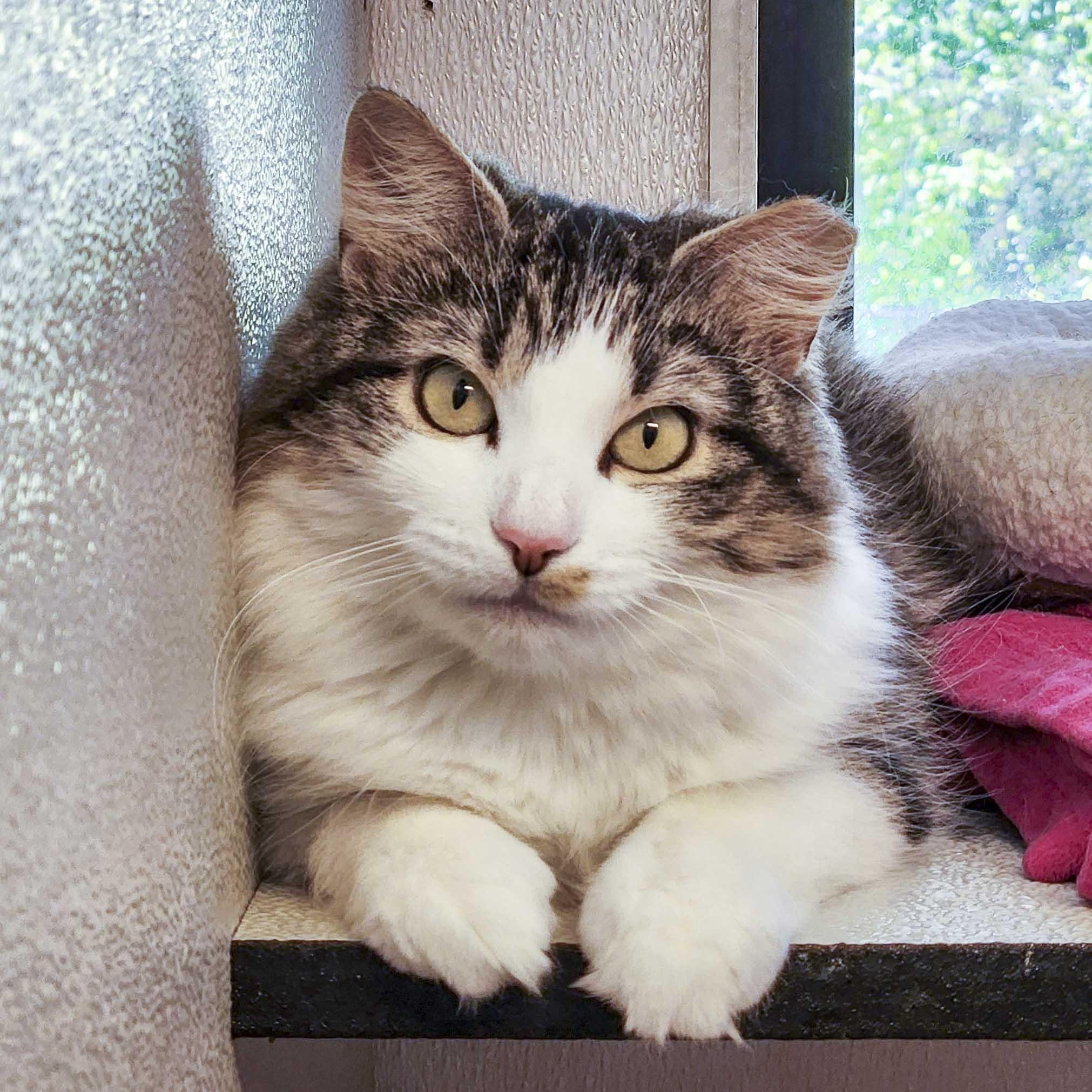 Rabbit, a ADOPTABLE Domestic Medium Hair in Stamford, CT image 1/5