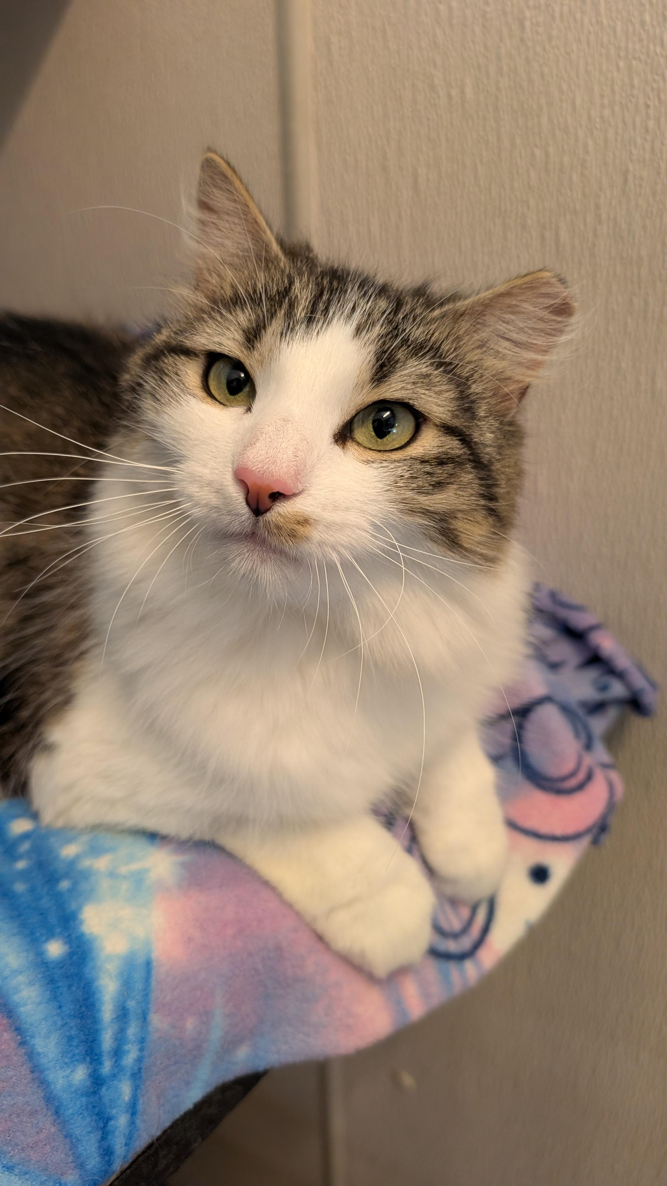 Rabbit, a ADOPTABLE Domestic Medium Hair in Stamford, CT image 5/5