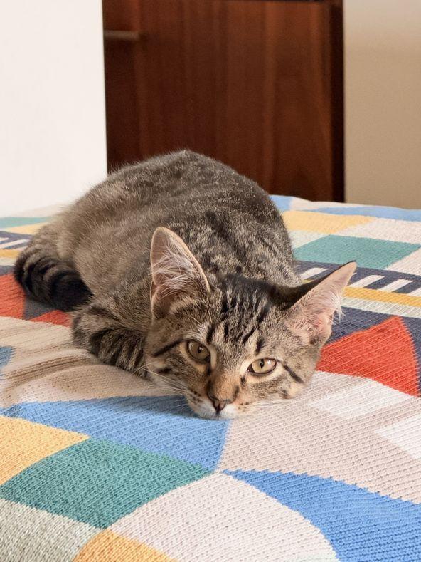 Spice (Bonded to Oreo), Adoptable, Kitten Female Domestic Short Hair.