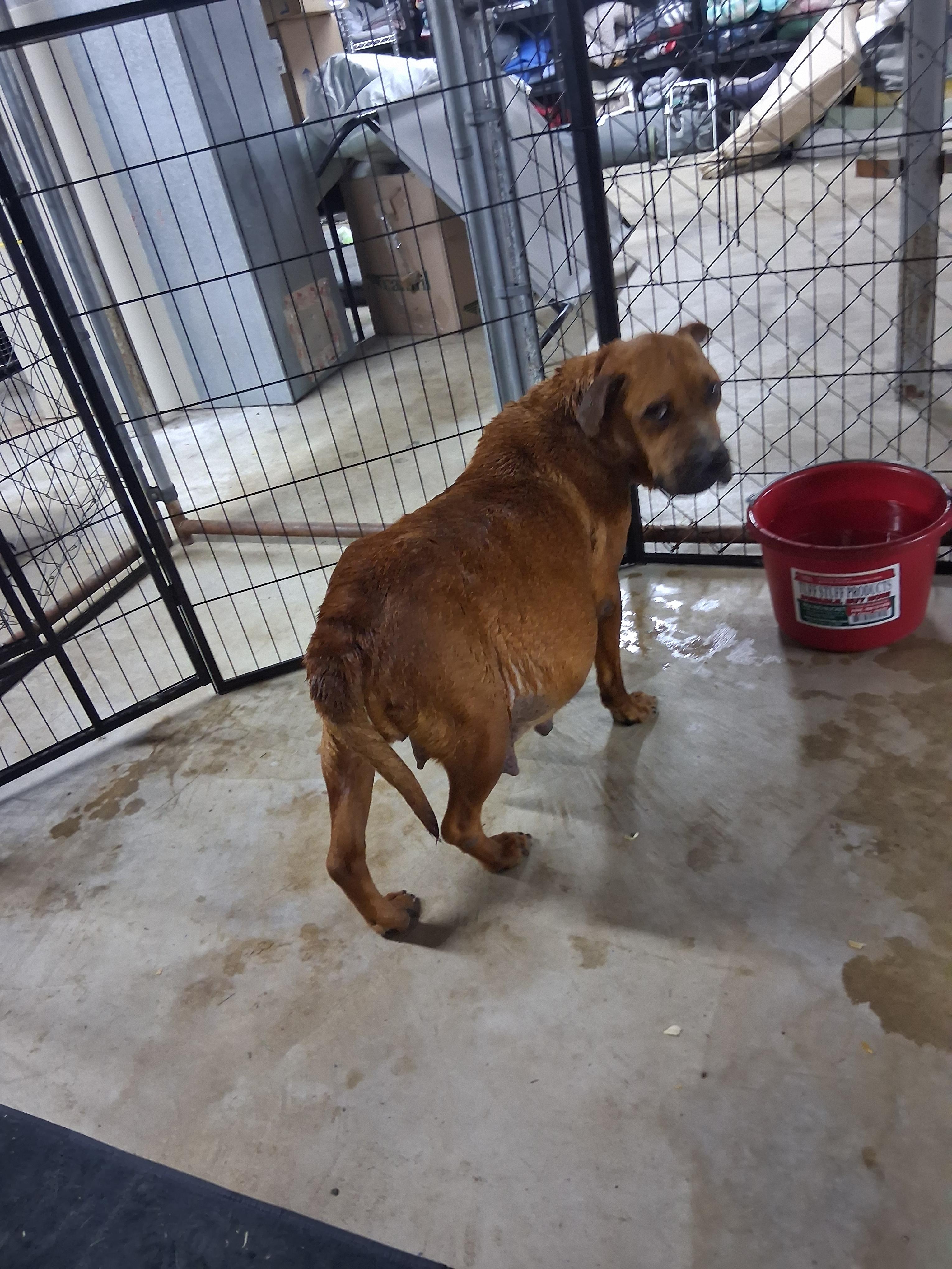 Queenie, Adoptable, Adult Female Boxer & Rhodesian Ridgeback.