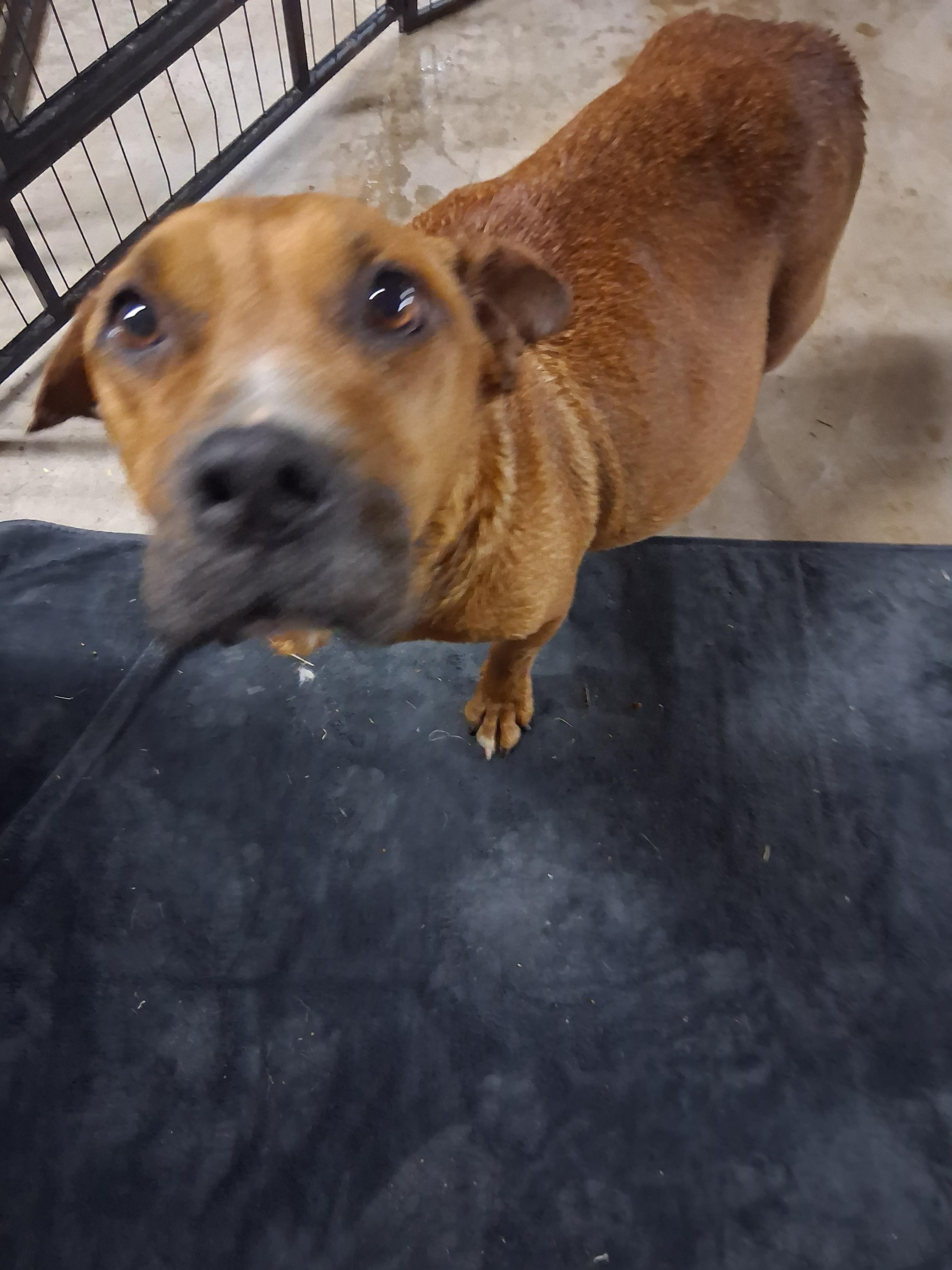 Queenie, a Adoptable mixed breed in Lynchburg, TN image 2/2
