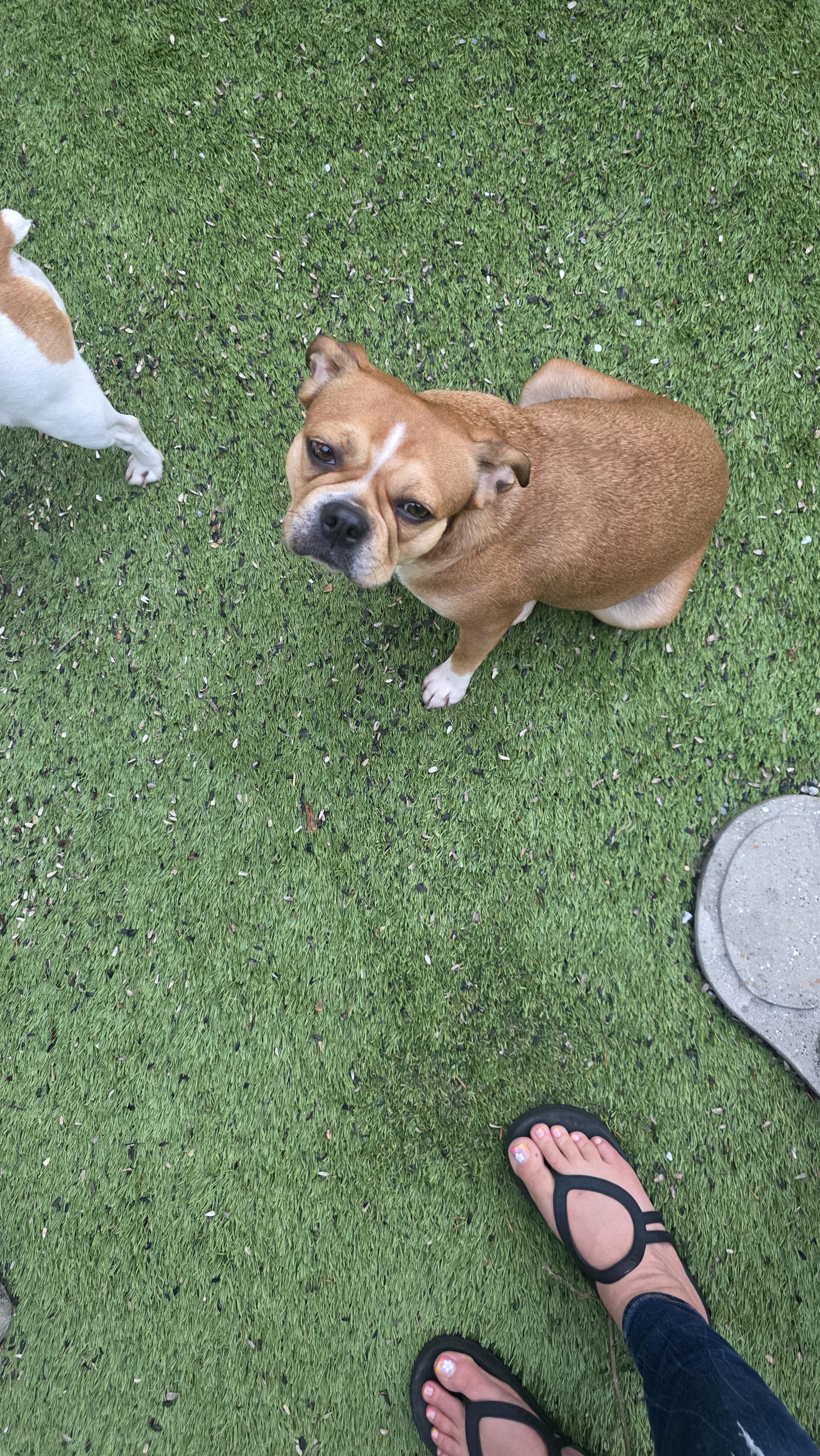 Suki , ADOPTABLE, Adult Female French Bulldog.
