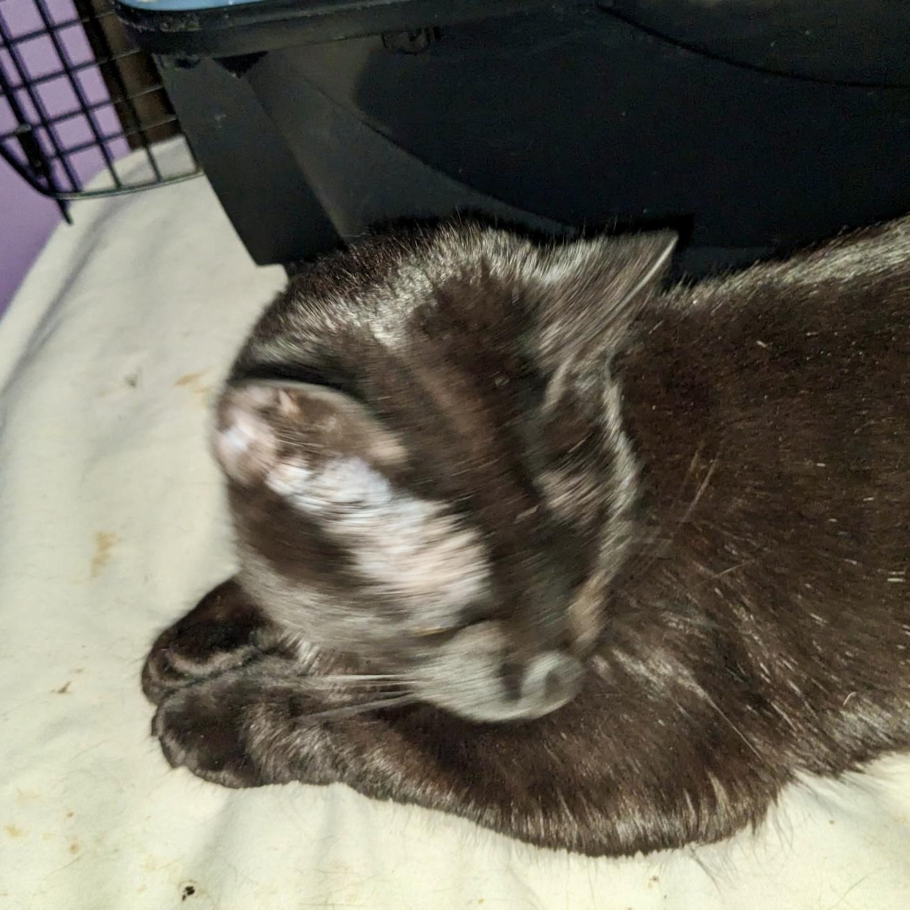 Enlarge Brooklyn, a Adoptable Domestic Short Hair in Albany, NY image 4/5