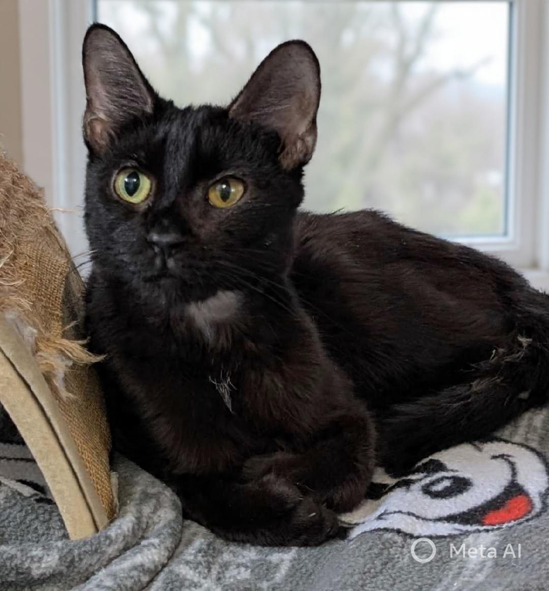 Enlarge Brooklyn, a Adoptable Domestic Short Hair in Albany, NY image 1/5