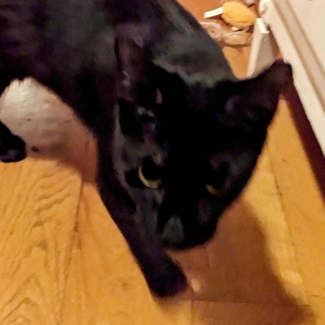 Enlarge Brooklyn, a Adoptable Domestic Short Hair in Albany, NY image 5/5