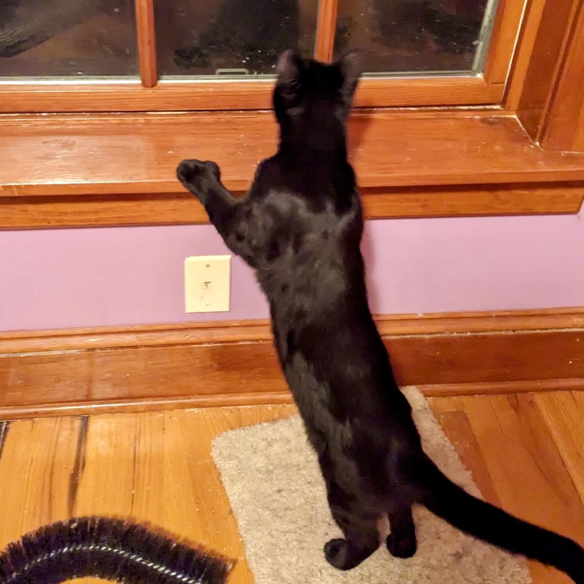 Enlarge Brooklyn, a Adoptable Domestic Short Hair in Albany, NY image 2/5