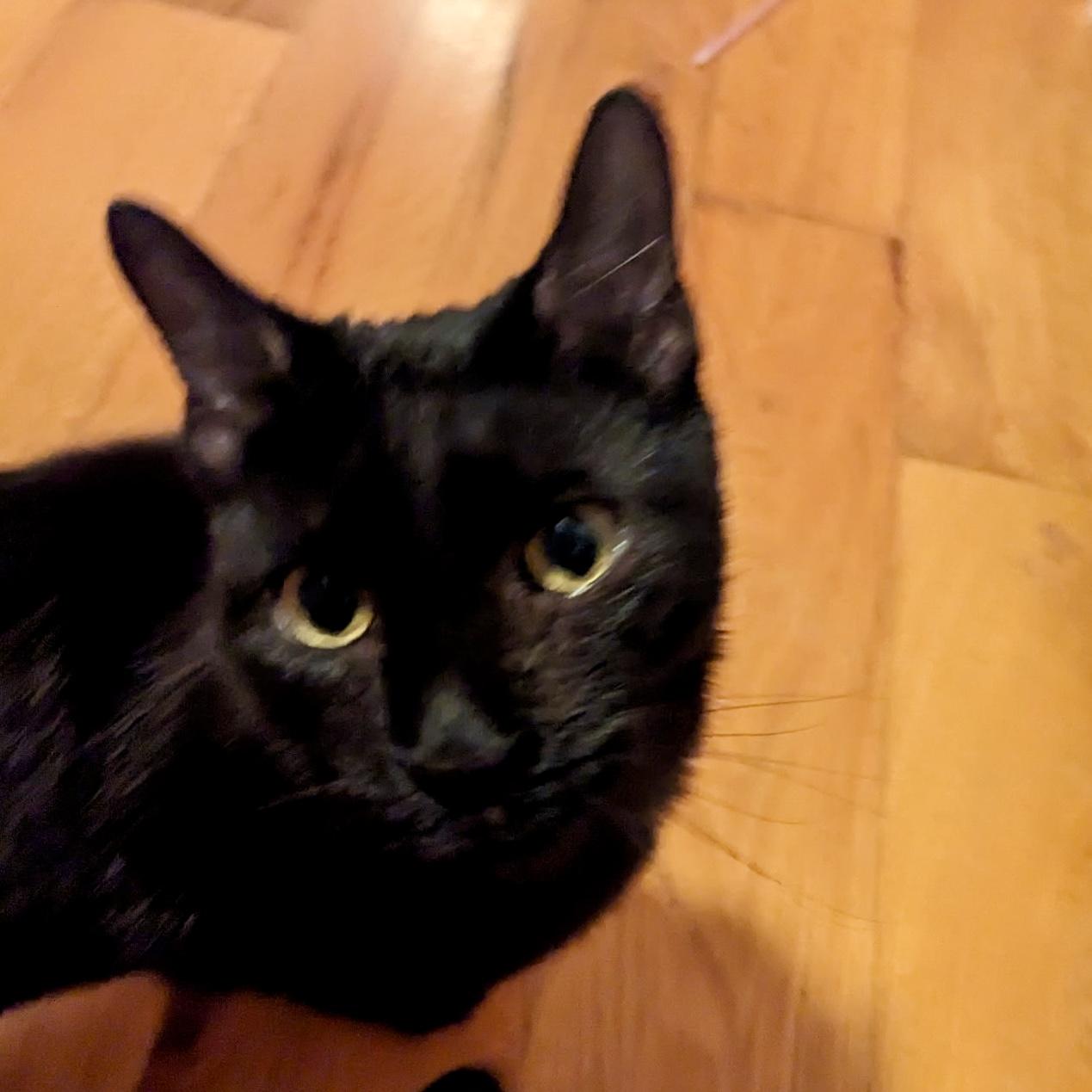 Enlarge Brooklyn, a Adoptable Domestic Short Hair in Albany, NY image 3/5