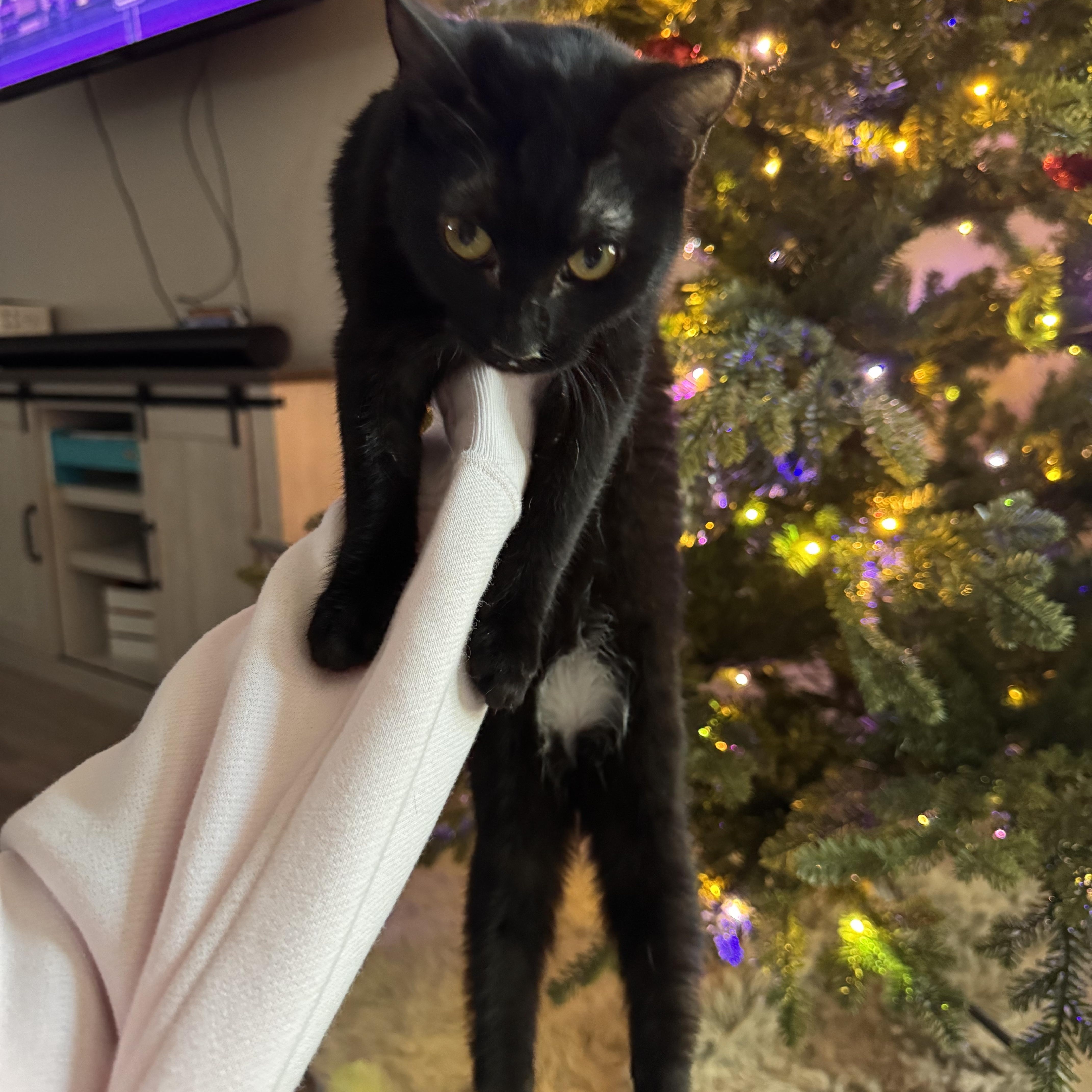 Toes, Adoptable, Young Female Domestic Short Hair.