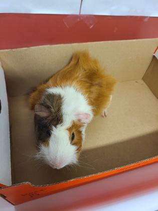 Enlarge Cinnamon Roll , a ADOPTABLE Guinea Pig in Sacramento, CA image 2/2