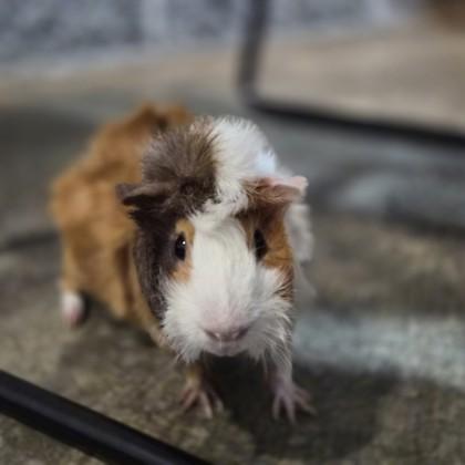 Cinnamon Roll , ADOPTABLE, Young Male Guinea Pig.