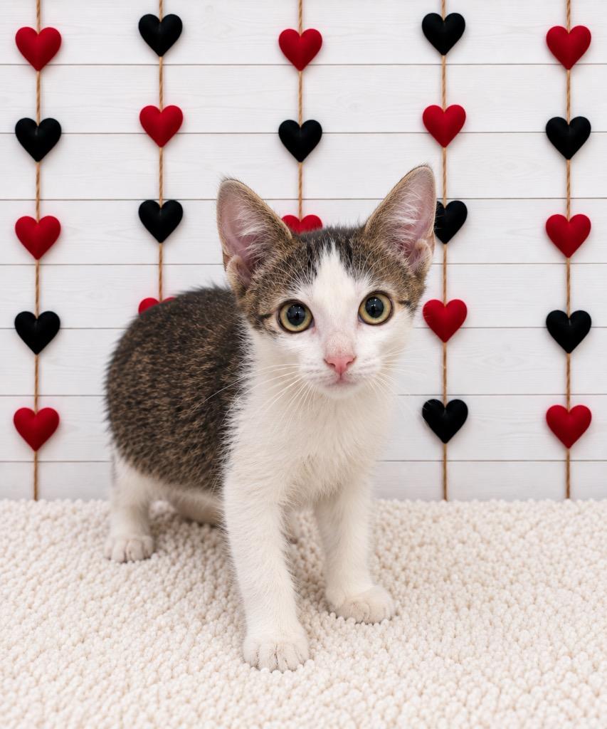 Enlarge Ed, a Adoptable mixed breed in Corpus Christi, TX image 1/1
