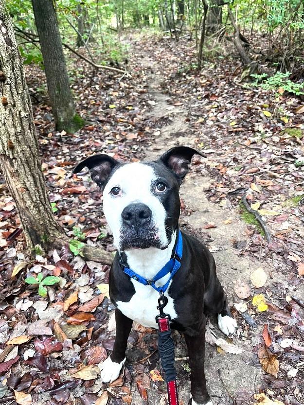 Enlarge HAMMER, a Adoptable mixed breed in Pegram, TN image 3/6