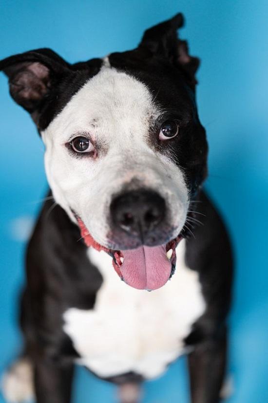 Enlarge HAMMER, a Adoptable mixed breed in Pegram, TN image 6/6