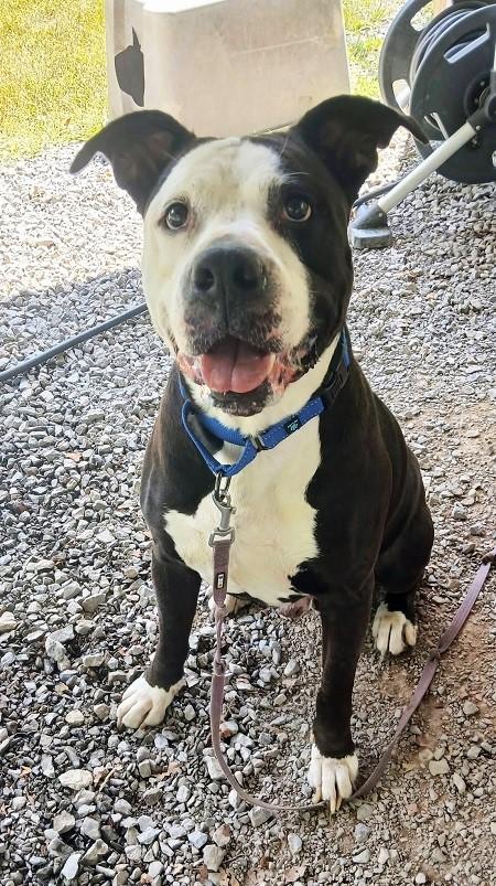 Enlarge HAMMER, a Adoptable mixed breed in Pegram, TN image 5/6