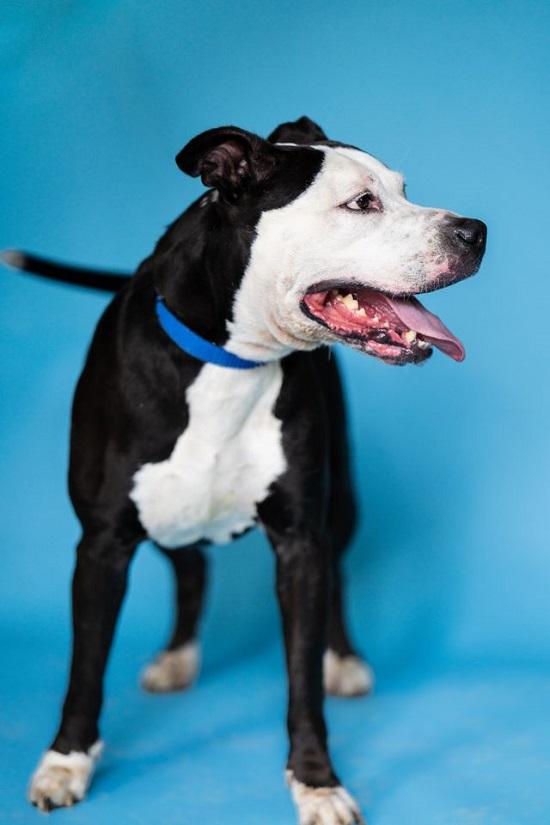 Enlarge HAMMER, a Adoptable mixed breed in Pegram, TN image 2/6