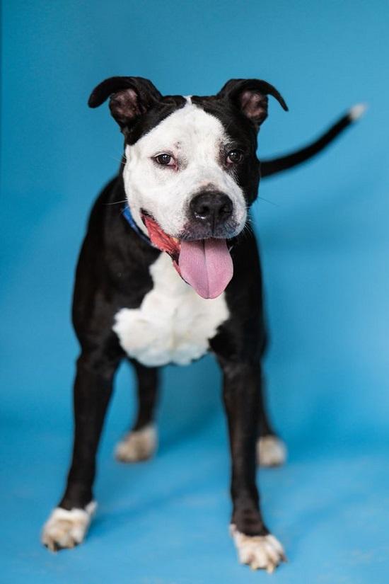 Enlarge HAMMER, a Adoptable mixed breed in Pegram, TN image 1/6