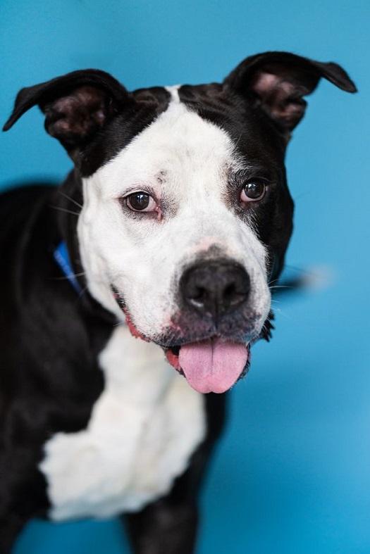 Enlarge HAMMER, a Adoptable mixed breed in Pegram, TN image 4/6