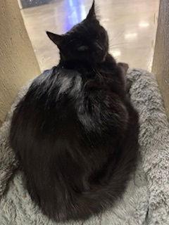 Enlarge Tullah, a Adoptable Domestic Short Hair in Fayetteville, GA image 1/3