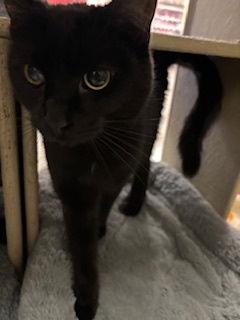 Enlarge Tullah, a Adoptable Domestic Short Hair in Fayetteville, GA image 2/3