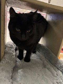 Enlarge Tullah, a Adoptable Domestic Short Hair in Fayetteville, GA image 3/3