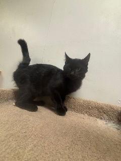 Tullah, Adoptable, Kitten Female Domestic Short Hair.