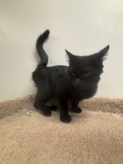 Enlarge Tullah, a Adoptable Domestic Short Hair in Fayetteville, GA image 2/3