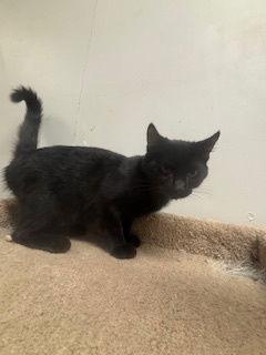 Enlarge Tullah, a Adoptable Domestic Short Hair in Fayetteville, GA image 3/3