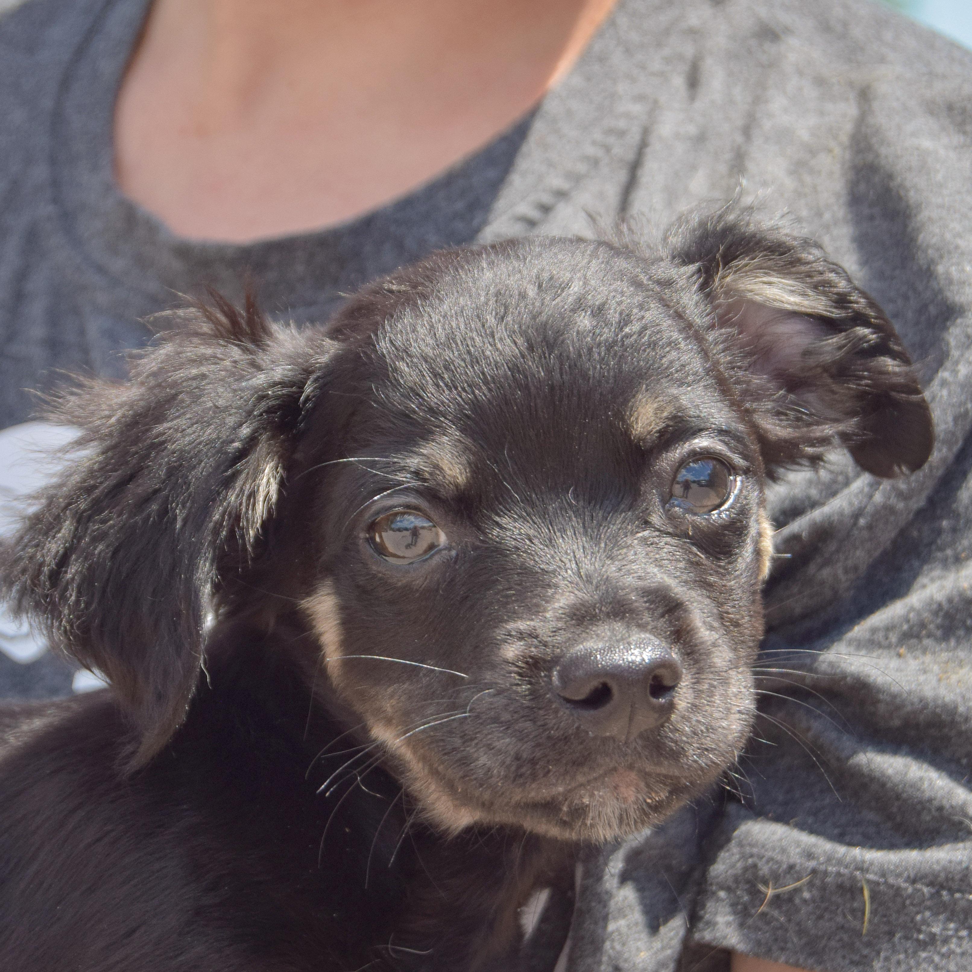 Gordito, an adoptable Papillon, Chihuahua in Huntley, IL, 60142 | Photo Image 1