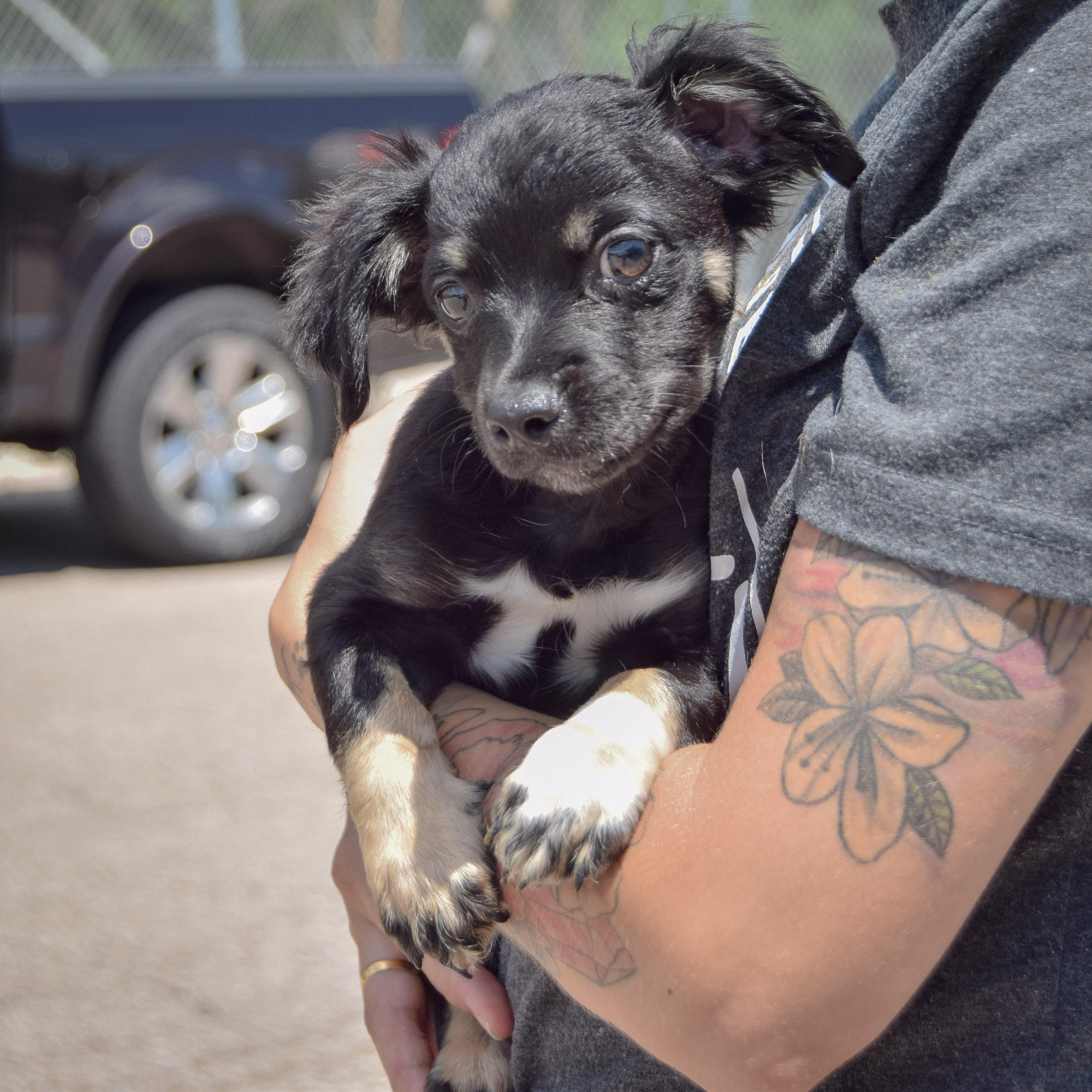 Gordito, an adoptable Papillon, Chihuahua in Huntley, IL, 60142 | Photo Image 2