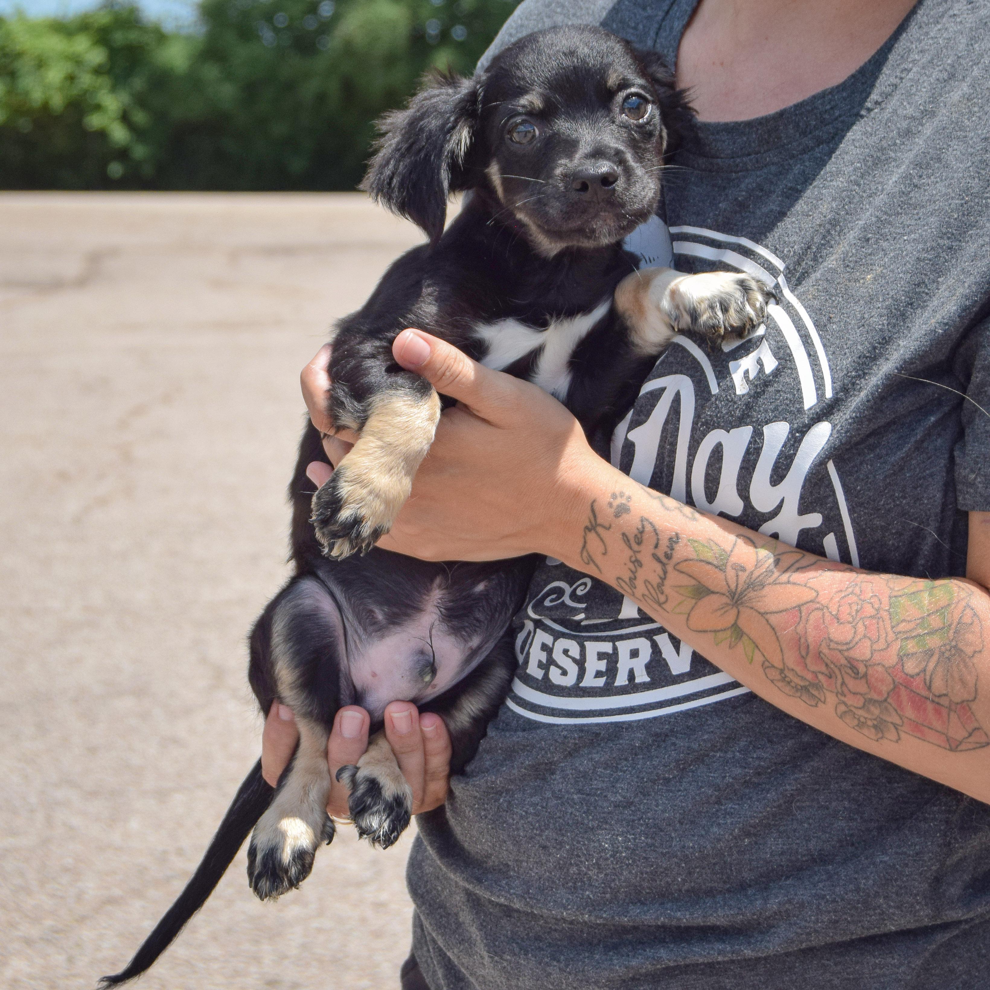 Gordito, an adoptable Papillon, Chihuahua in Huntley, IL, 60142 | Photo Image 4