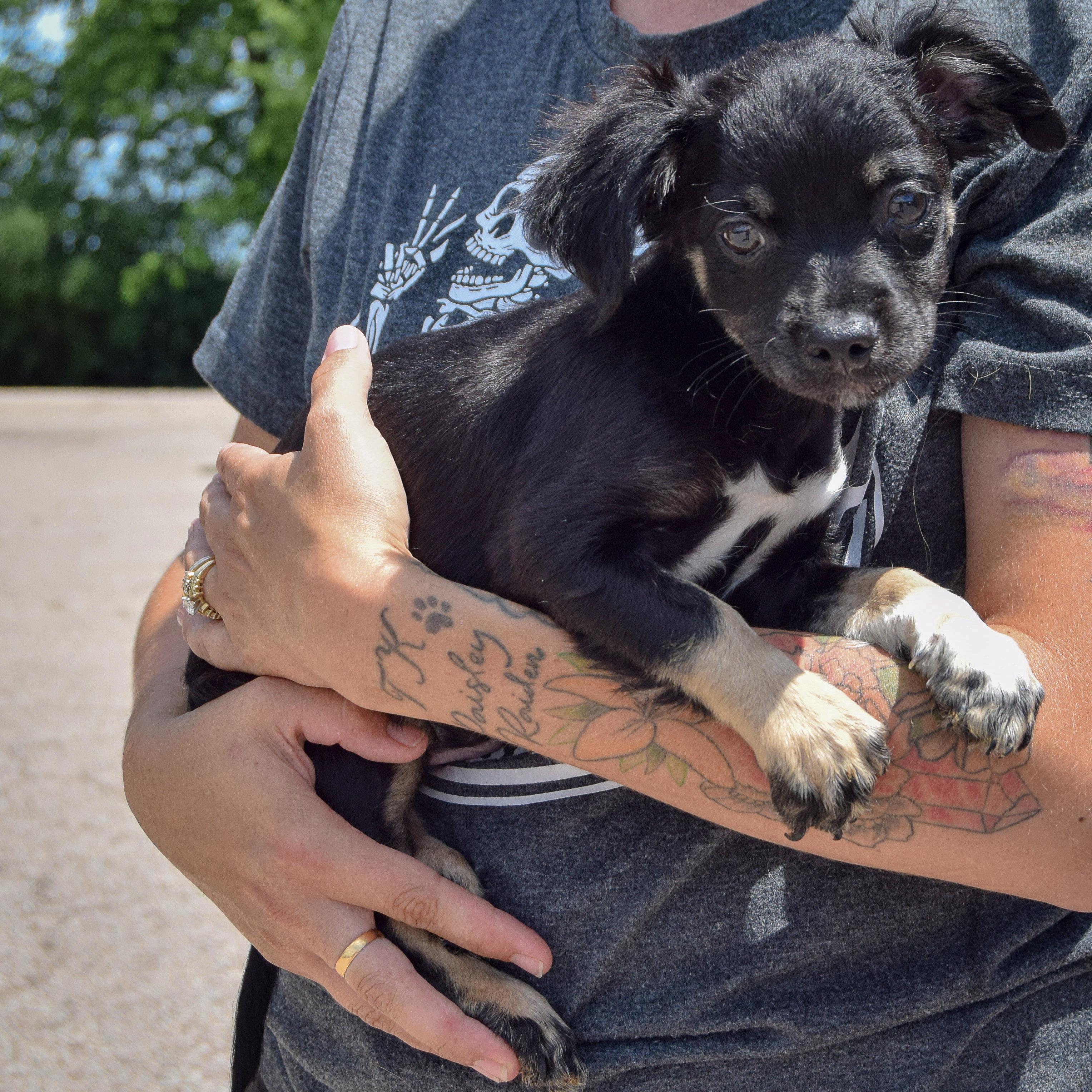 Gordito, an adoptable Papillon, Chihuahua in Huntley, IL, 60142 | Photo Image 3